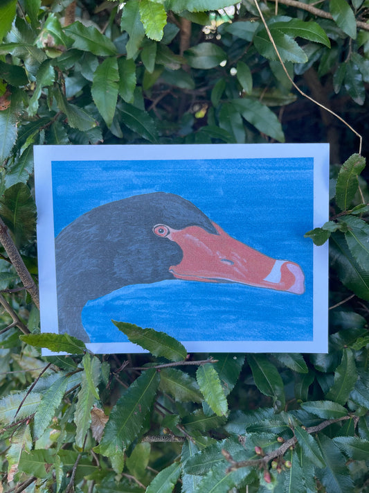 The Bird Cards - Black Swan - ElmsCreative