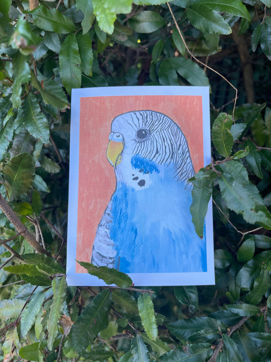 The Bird Cards - Budgie - ElmsCreative