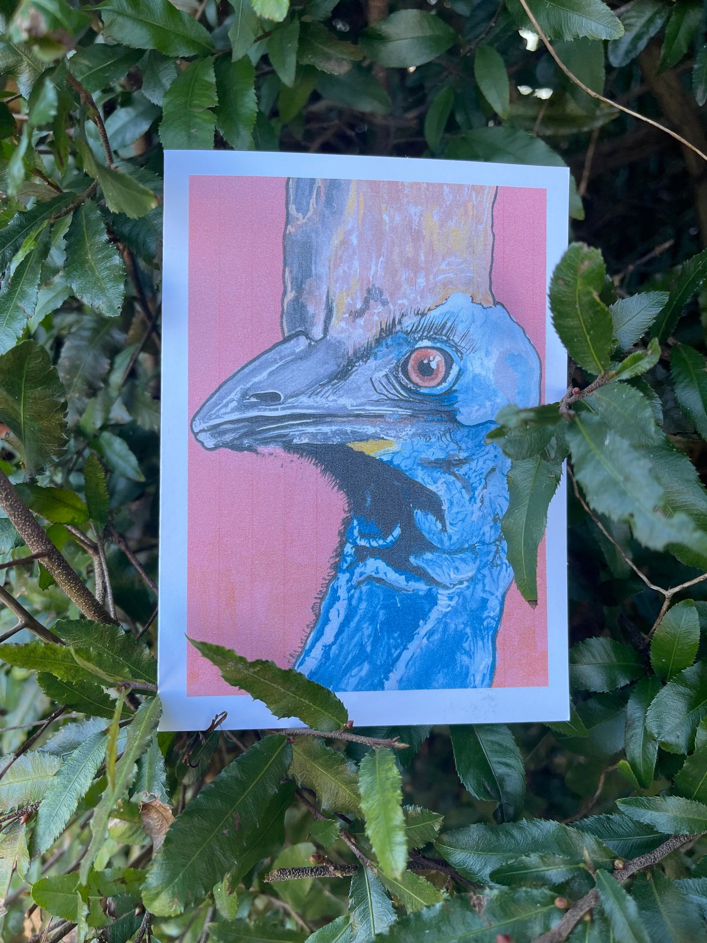 The Bird Cards - Cassowary - ElmsCreative