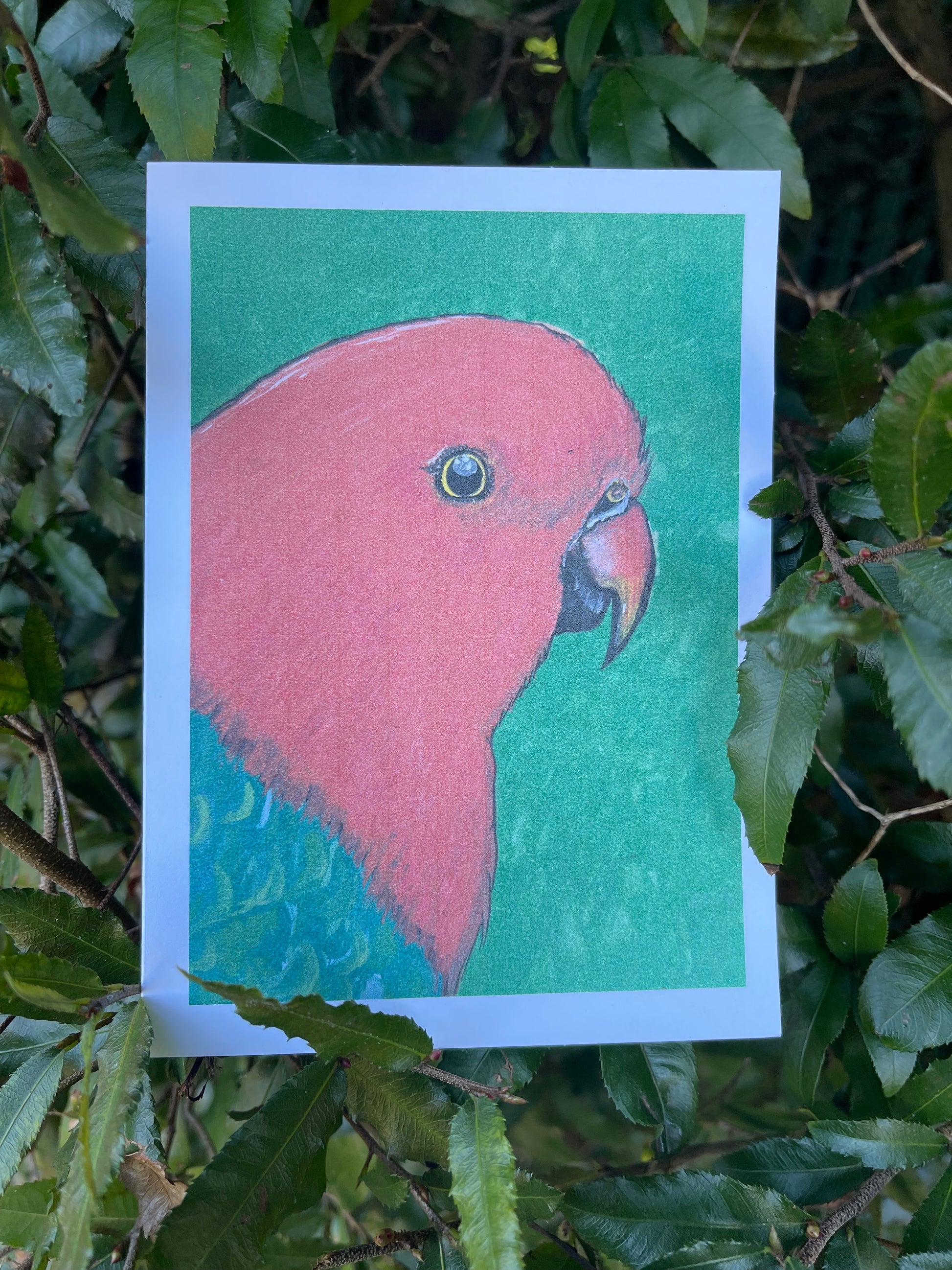 The Bird Cards - Rosella - ElmsCreative