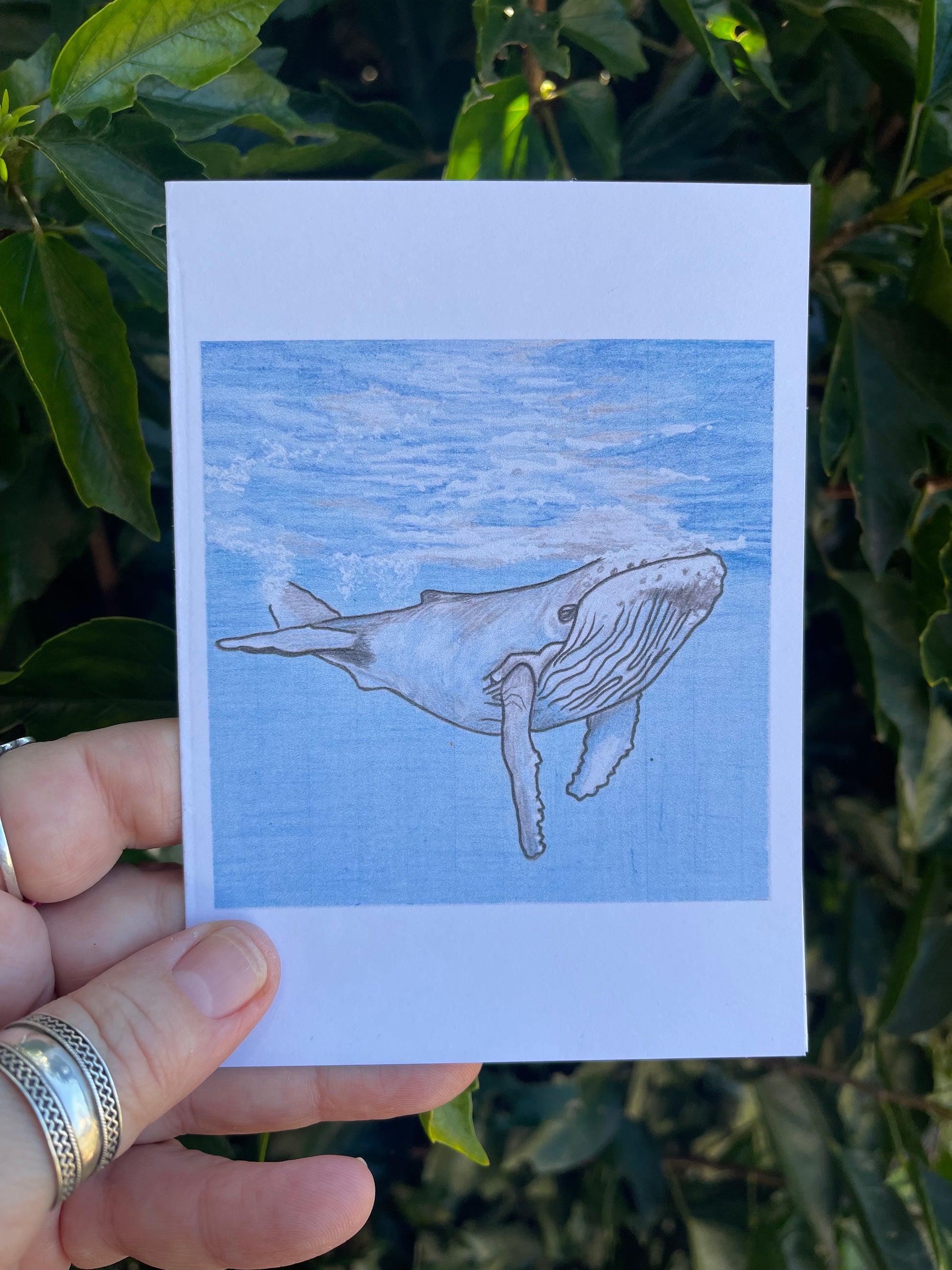 Wildlife in Pencil - Pack of 8 Blank Cards - ElmsCreative