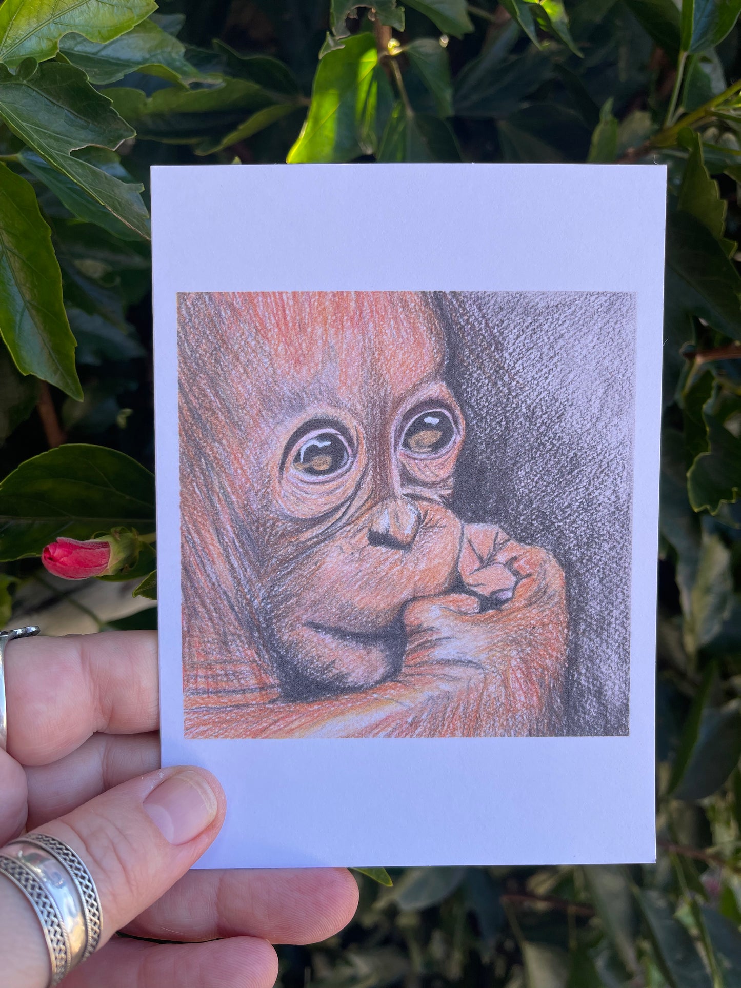 Wildlife in Pencil - Orangutan - Blank Card - ElmsCreative