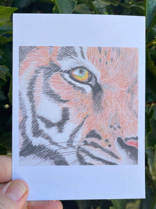 Wildlife in Pencil - Tiger - Blank Card - ElmsCreative